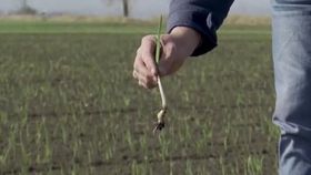 VIDEO Avans pentru fermierii afectați de secetă! Temperaturile extrem de ridicate pentru această perioadă le pun bețe în roate agricultorilor: „Efectele sunt vizibile. Pământul este uscat”